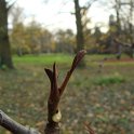 Pterocarya fraxinifolia bourgeons